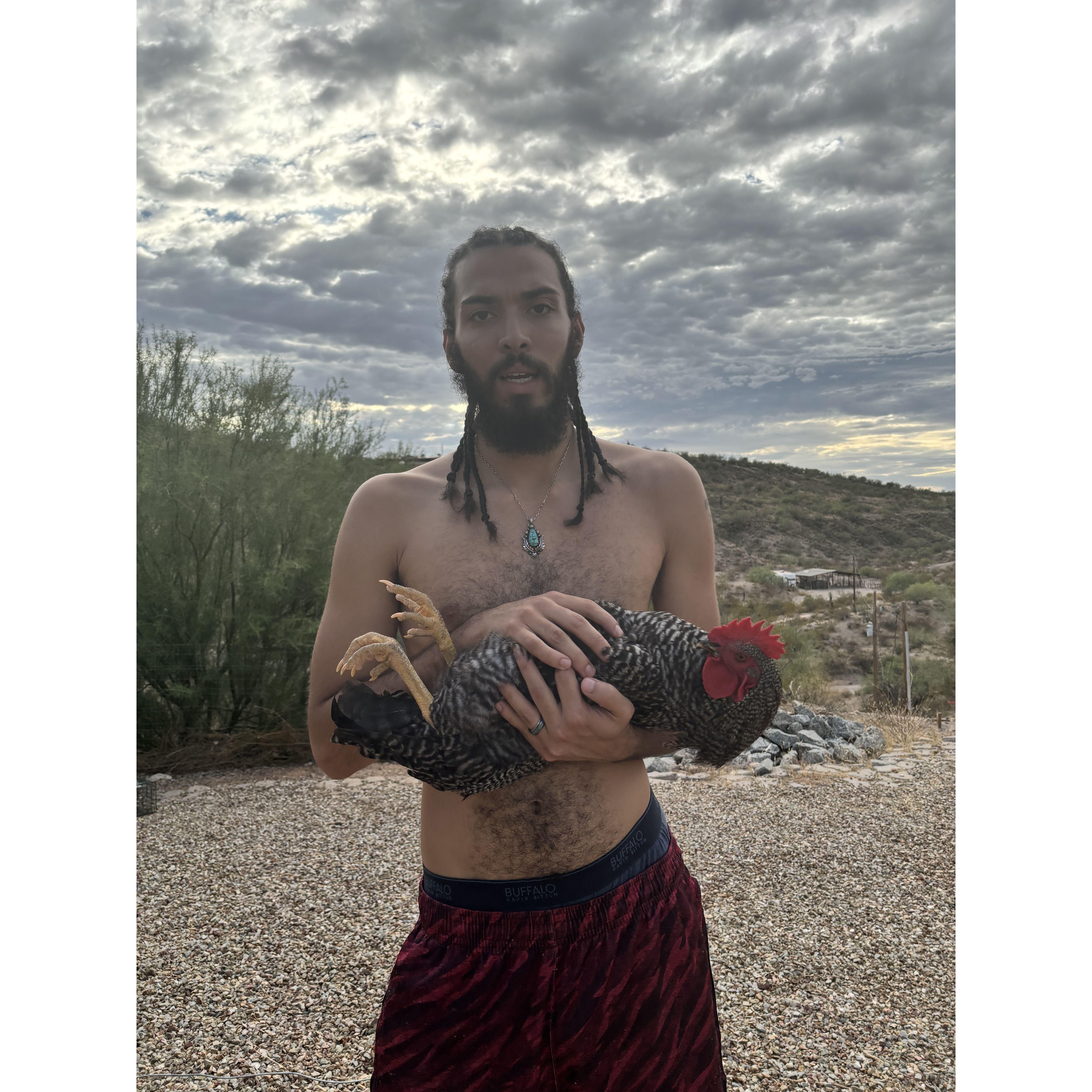 Showing the rooster who's boss.