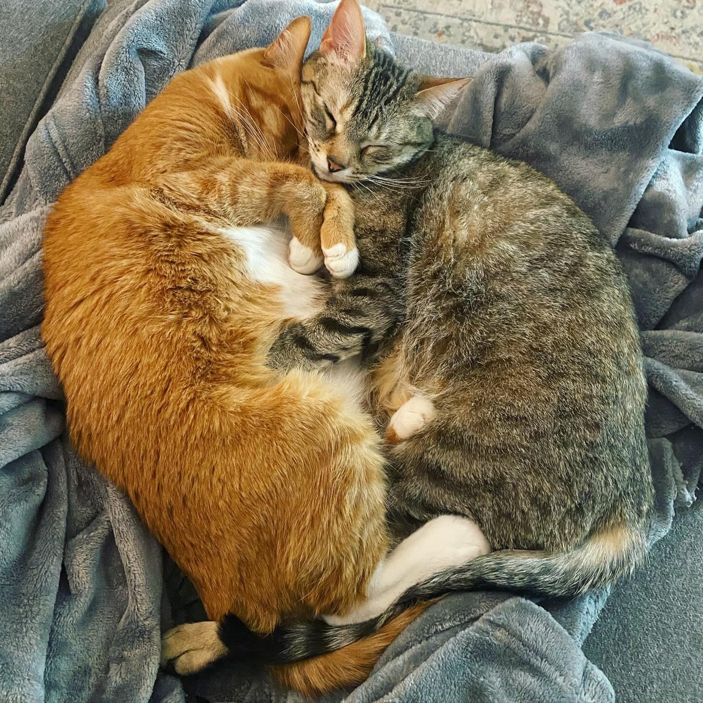 Our little family