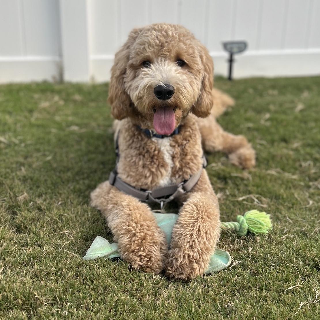 Our Pet Toy Fund