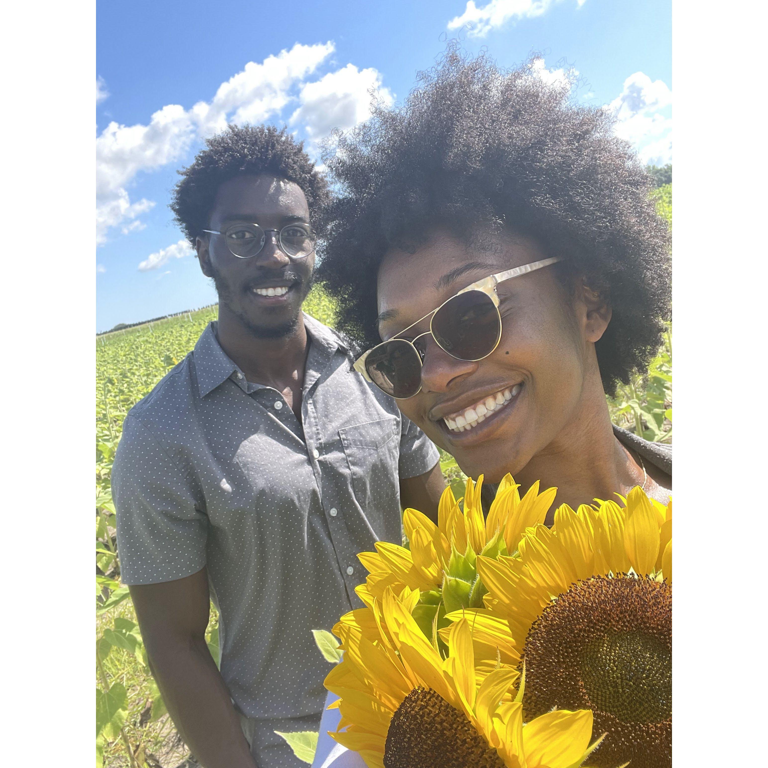 Sunflower picking date