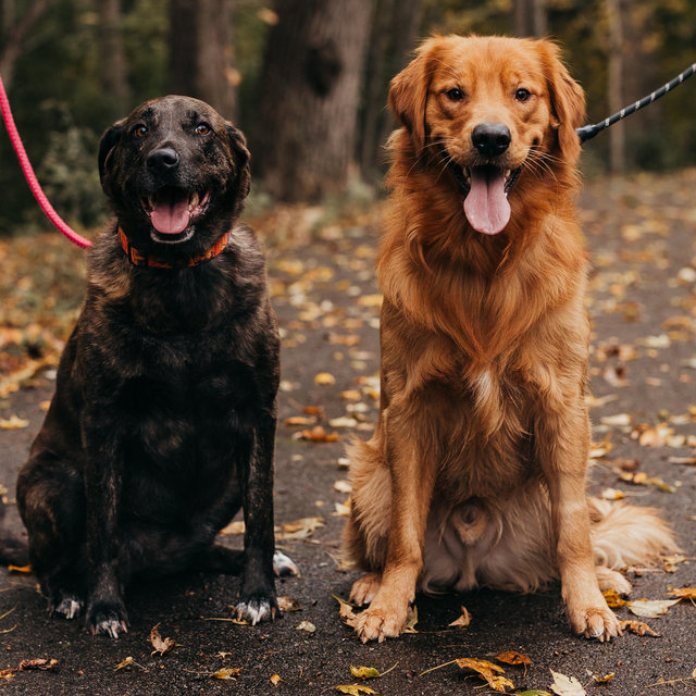 Our Favorite Charity: K9s for Warriors