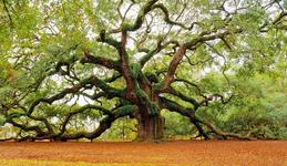Angel Oak Tree