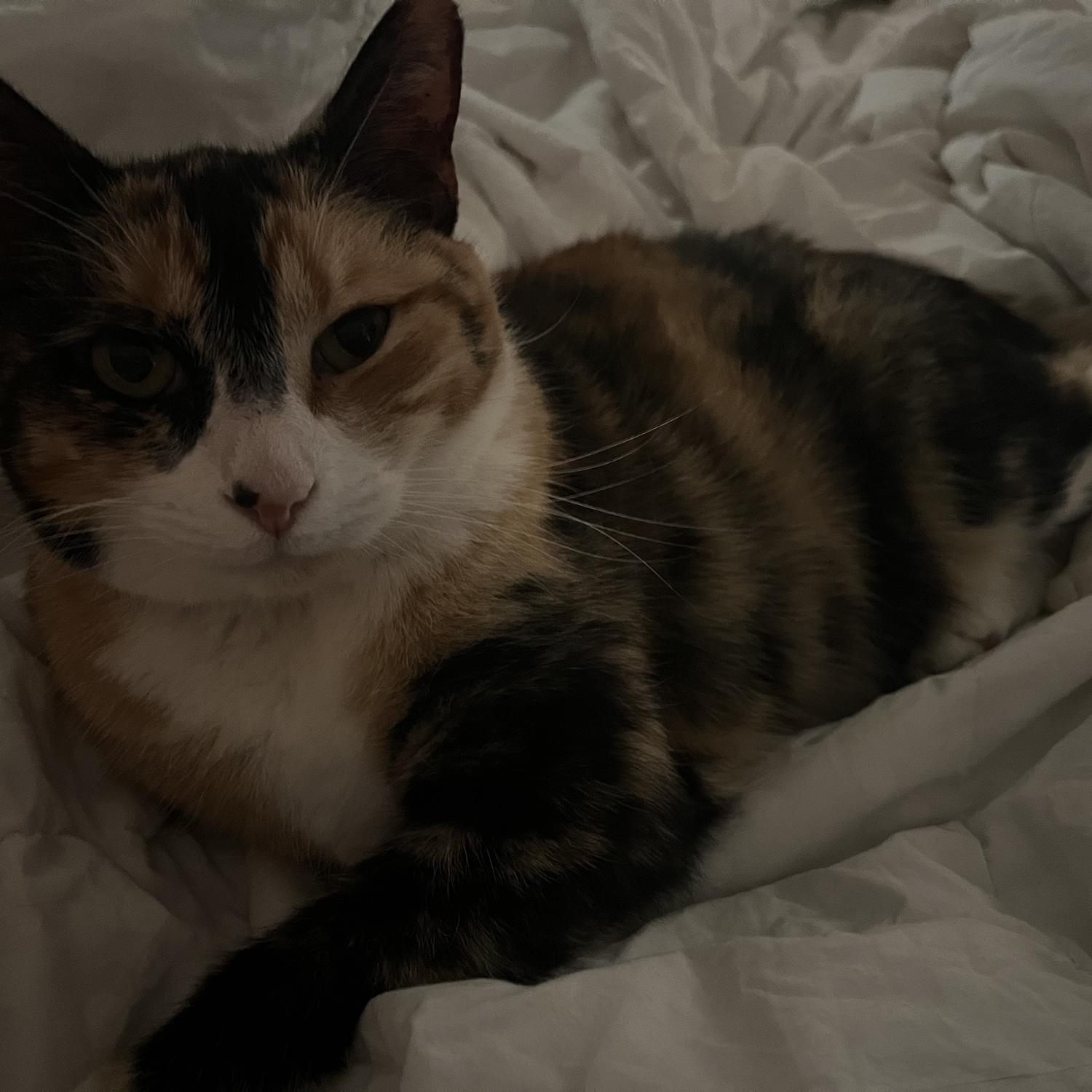 Pippy