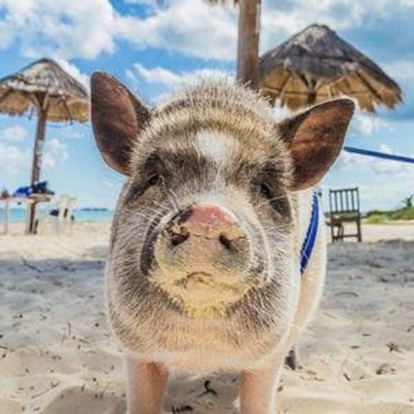 Boat day during our honeymoon to Koh Madsum (Pig Island)