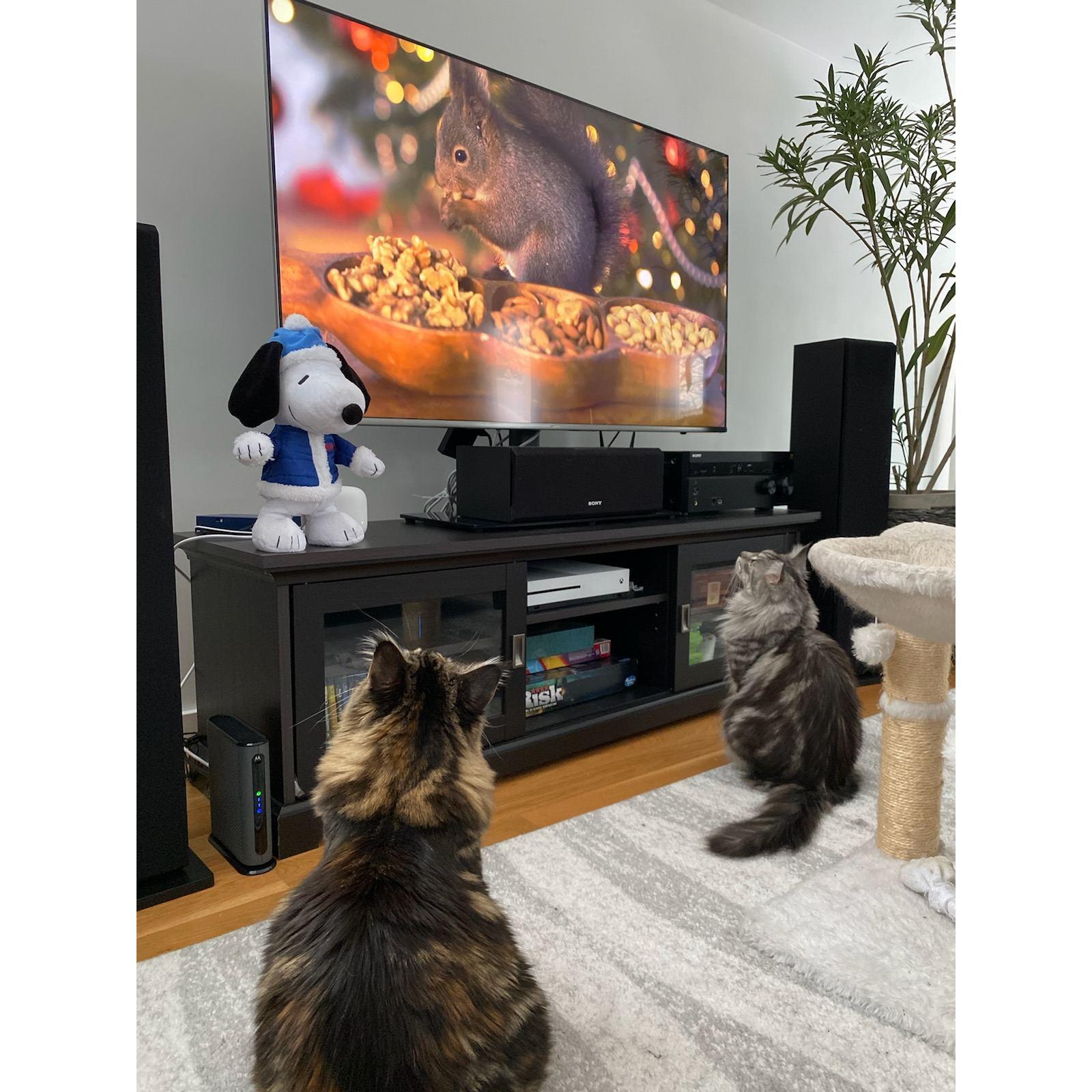 ...the first time we discovered CatTV