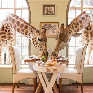 Honeymoon Giraffe Manor Nairobi