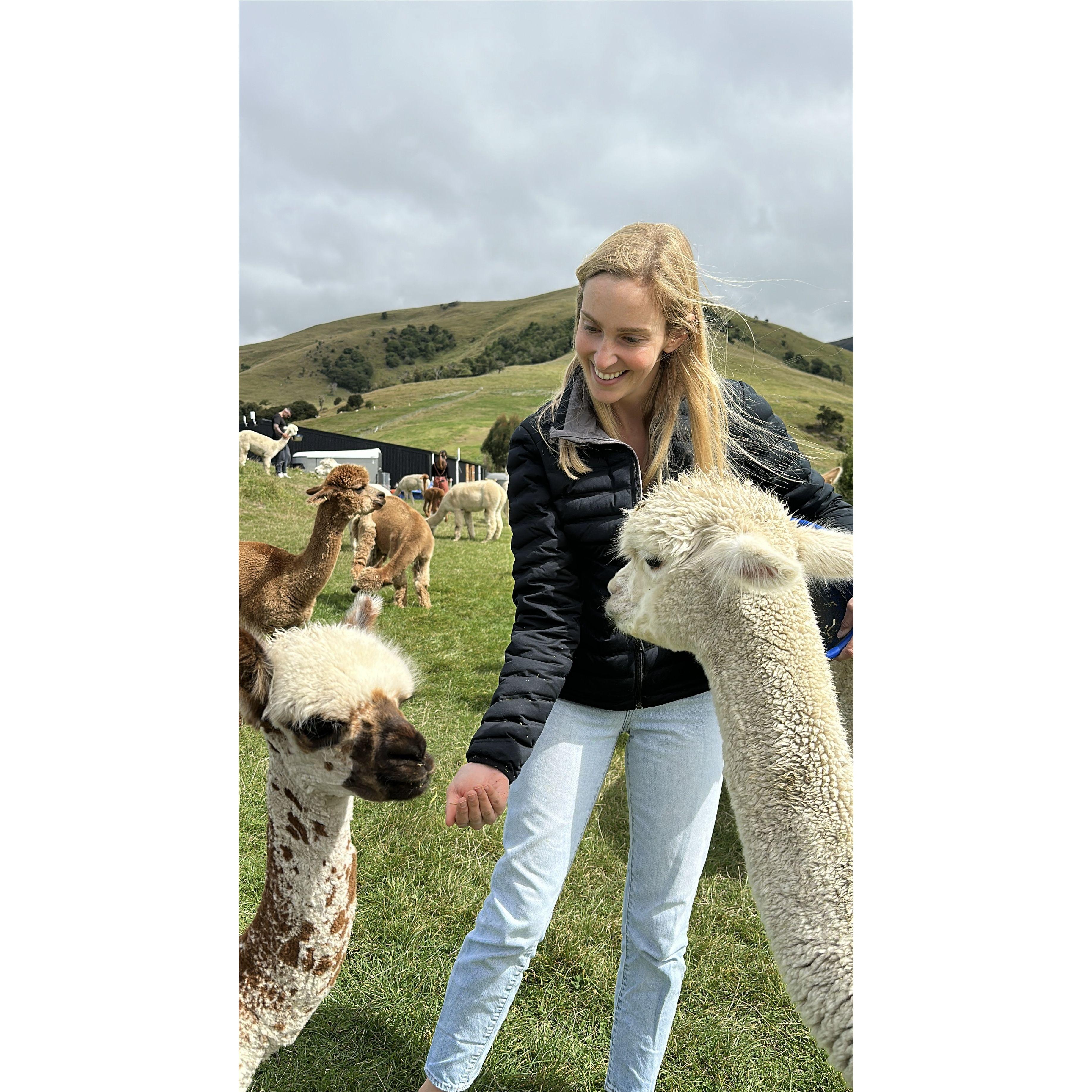 Alpacas in NZ