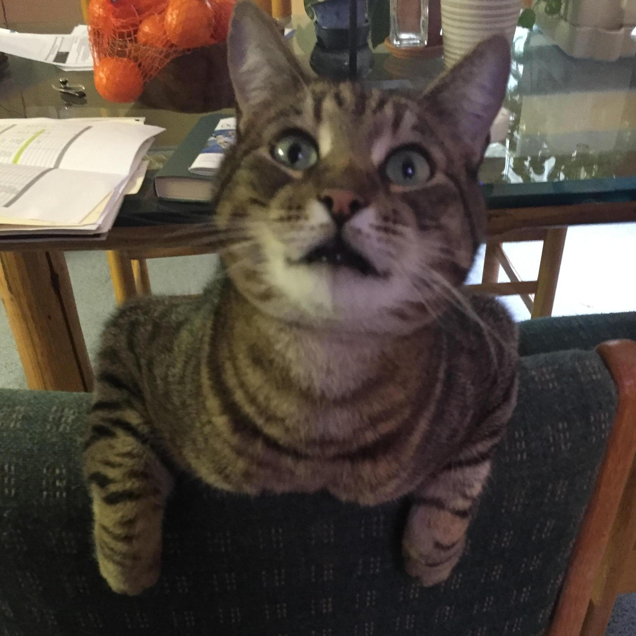 Our fiesty little Harley cat