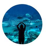 Georgia Aquarium