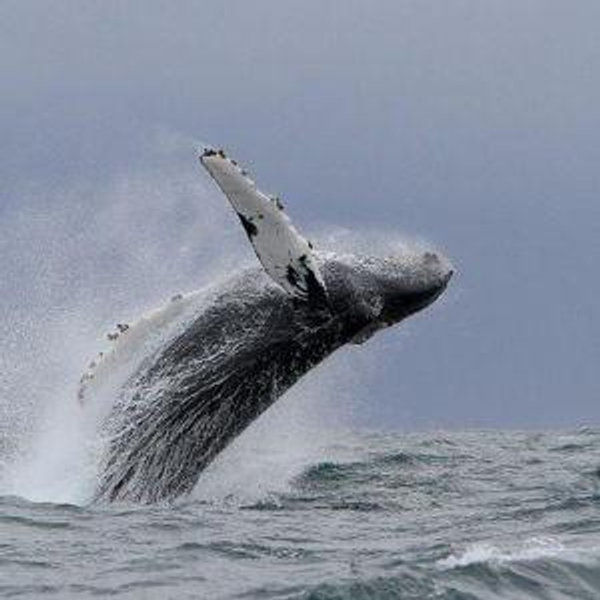 Full Day Whale Watching Cruise for Two on Our Honeymoon - Azores Islands, Portugal