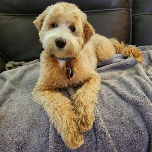 Pet Hotel For Our Wedding and Honeymoon