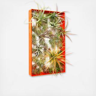 Airplant Frame Rectangle