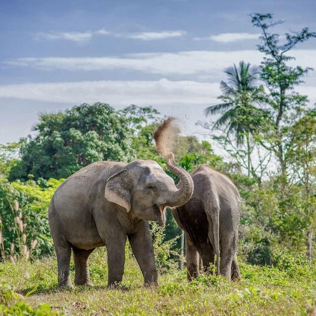 Elephant Sanctuary Tour
