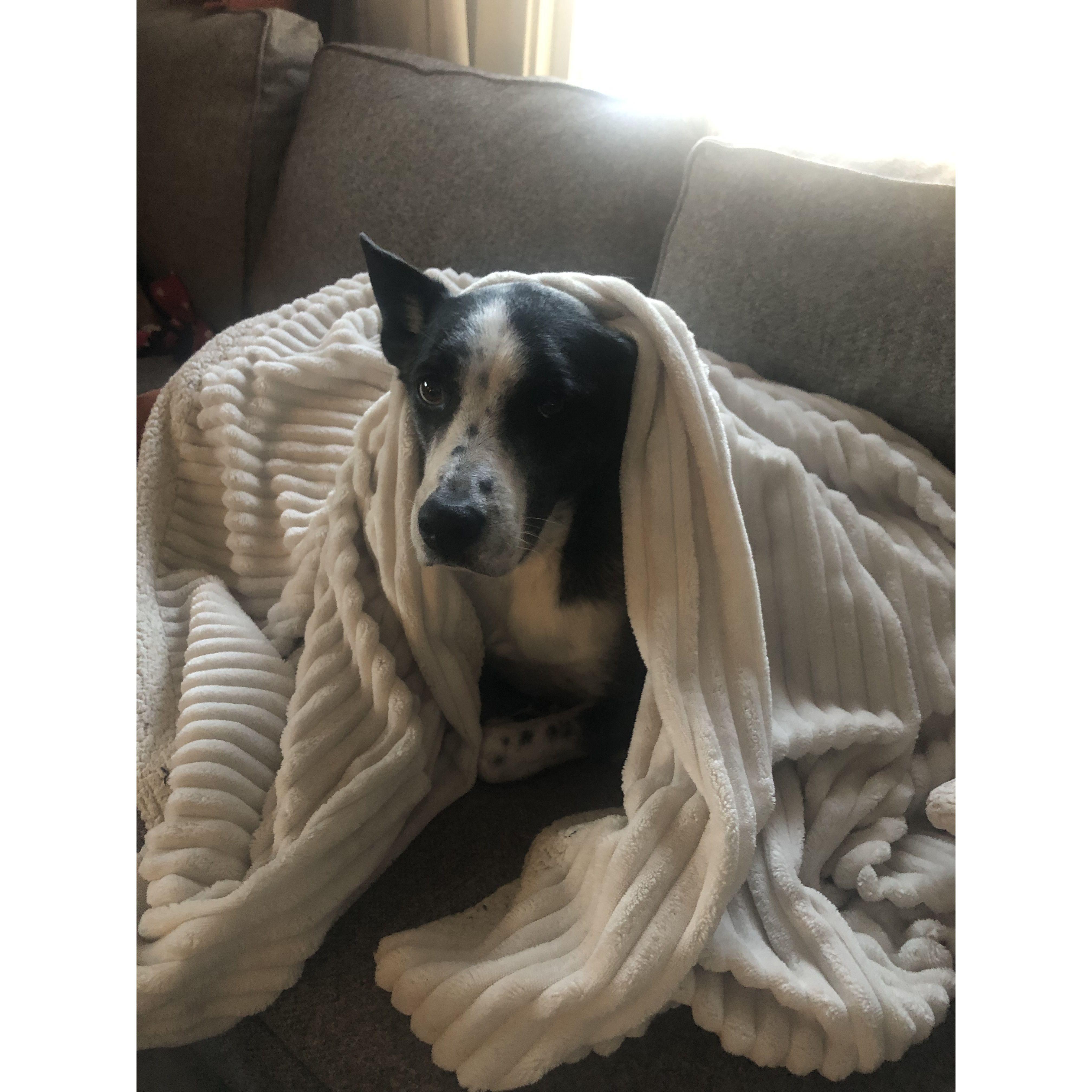 Macy can always be found under a blanket