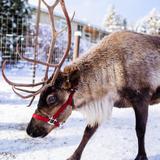 Leavenworth Reindeer Farm