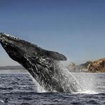 Whale, Sea Life, & Shark Museum