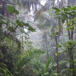 El Yunque National Forest
