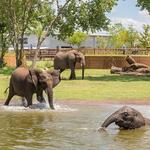 Naples Zoo at Caribbean Gardens