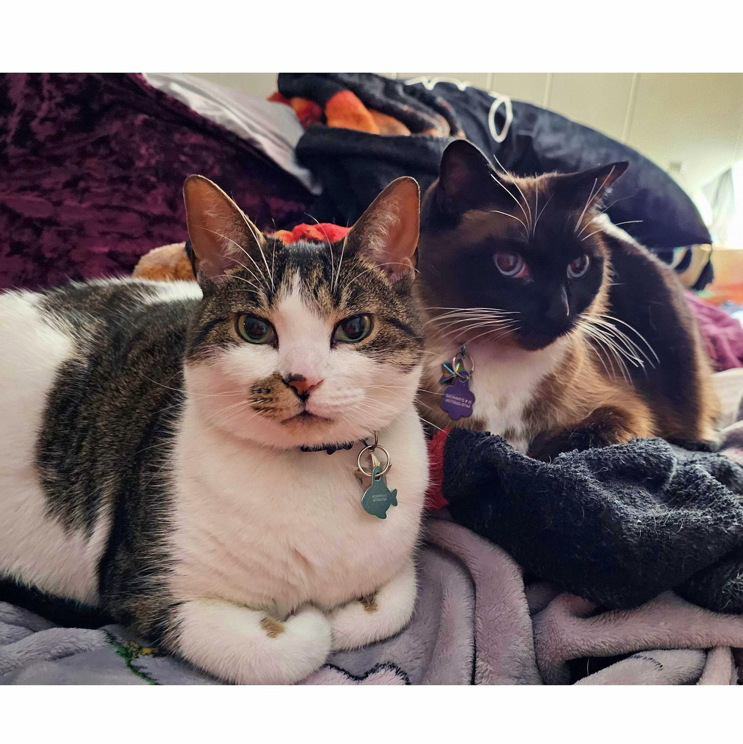 Precious little babies