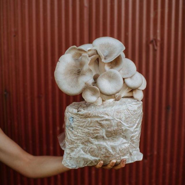 Local Summer Mushroom Share