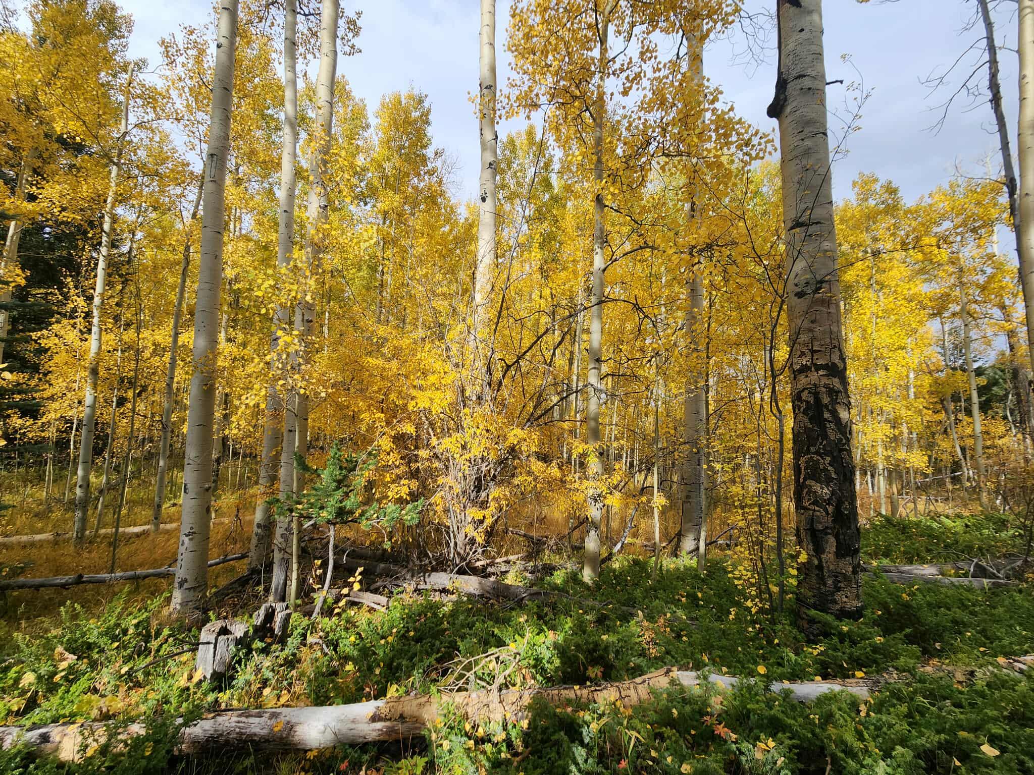 The Wedding Website of Beth Hayes and John Toplyn