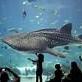 Georgia Aquarium