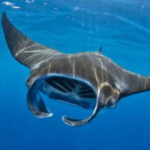 Manta ray night snorkel