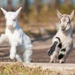 Jumpin Good Goat Dairy