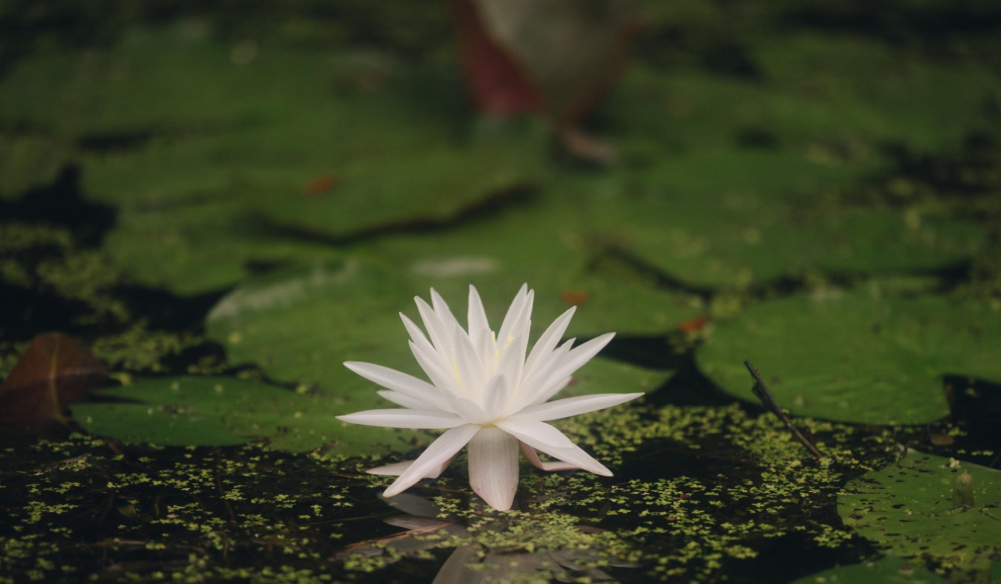 Footer image