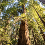 Henry Cowell Redwoods State Park