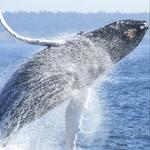 OPRD Whale Watching Center