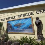 Sea Turtle, Inc.
