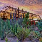 Desert Botanical Garden