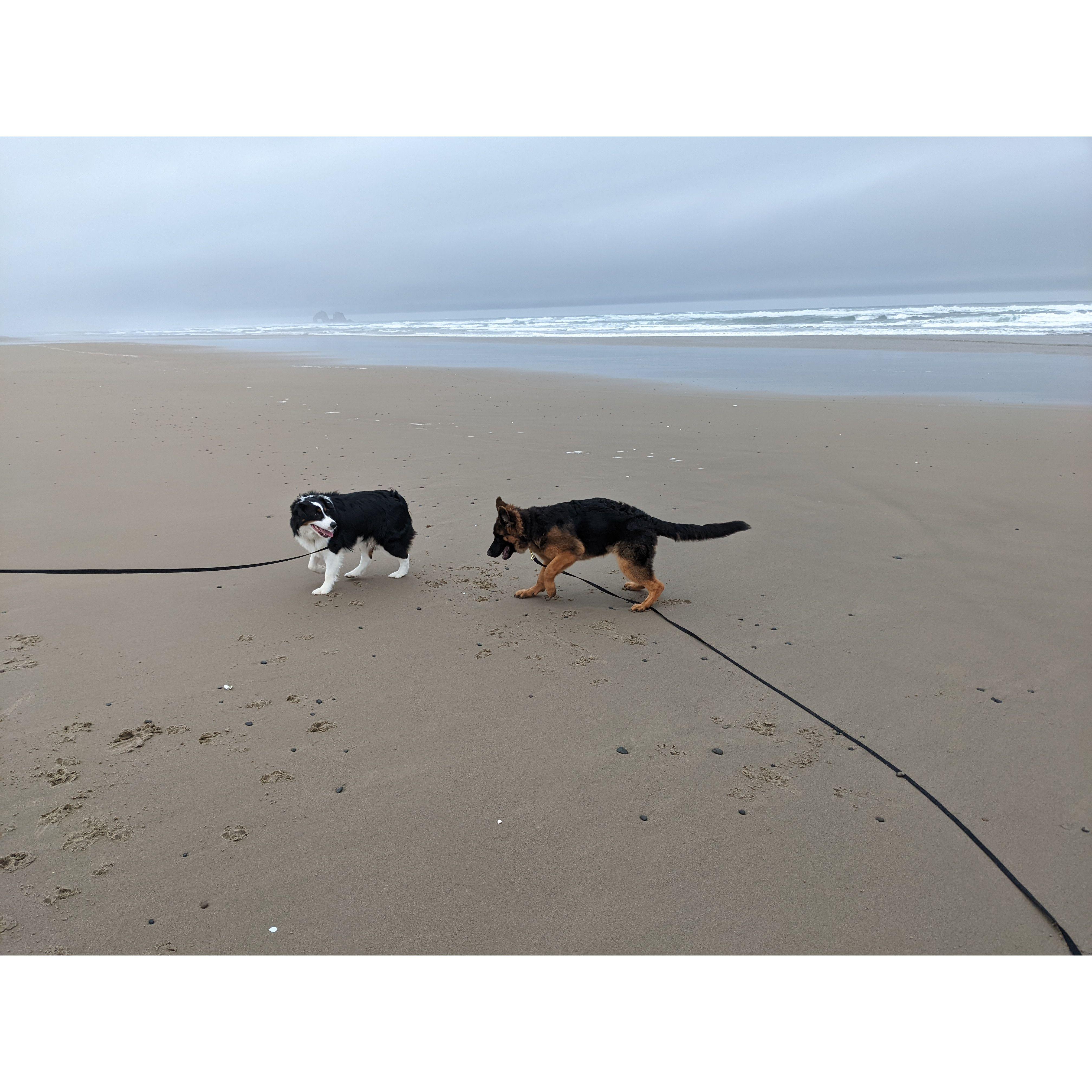 The dogs' first time seeing the ocean!