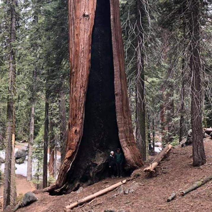 Visiting the Redwoods at Sequoia!