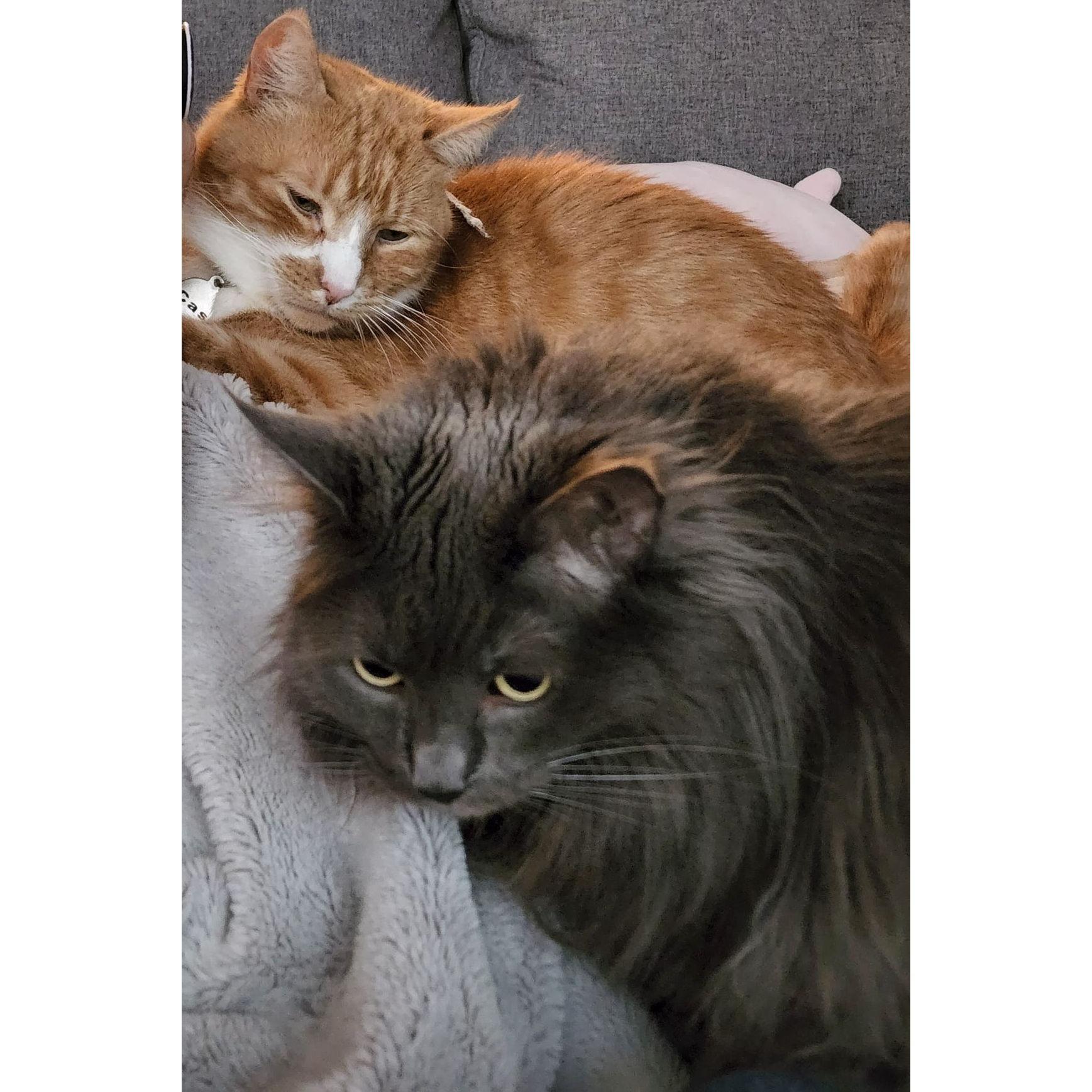 Though often photographed alone, finding a picture of the cats together was harder than expected!