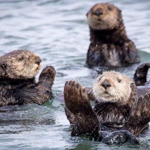 Monterey Bay Aquarium tickets