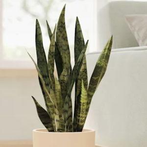 easyplant: Easy-Care Self-Watering Plants