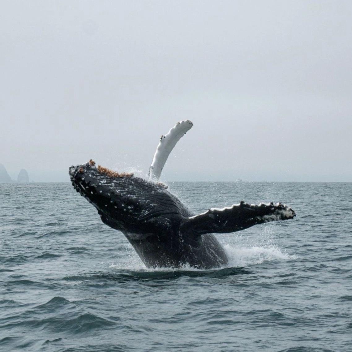 Whale Watching in Maine