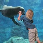Aquarium of the Pacific