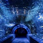 Newport Aquarium