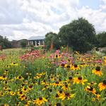 Lady Bird Johnson Wildflower Center