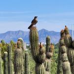 Desert Botanical Garden