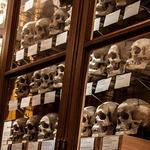 The Mütter Museum at The College of Physicians of Philadelphia