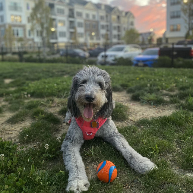 Pet Hotel For Our Wedding