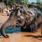 Green Elephant Sanctuary Park