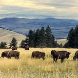 CSKT Bison Range
