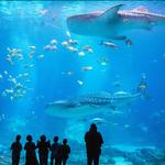 Georgia Aquarium