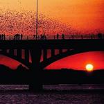 Bats of Austin