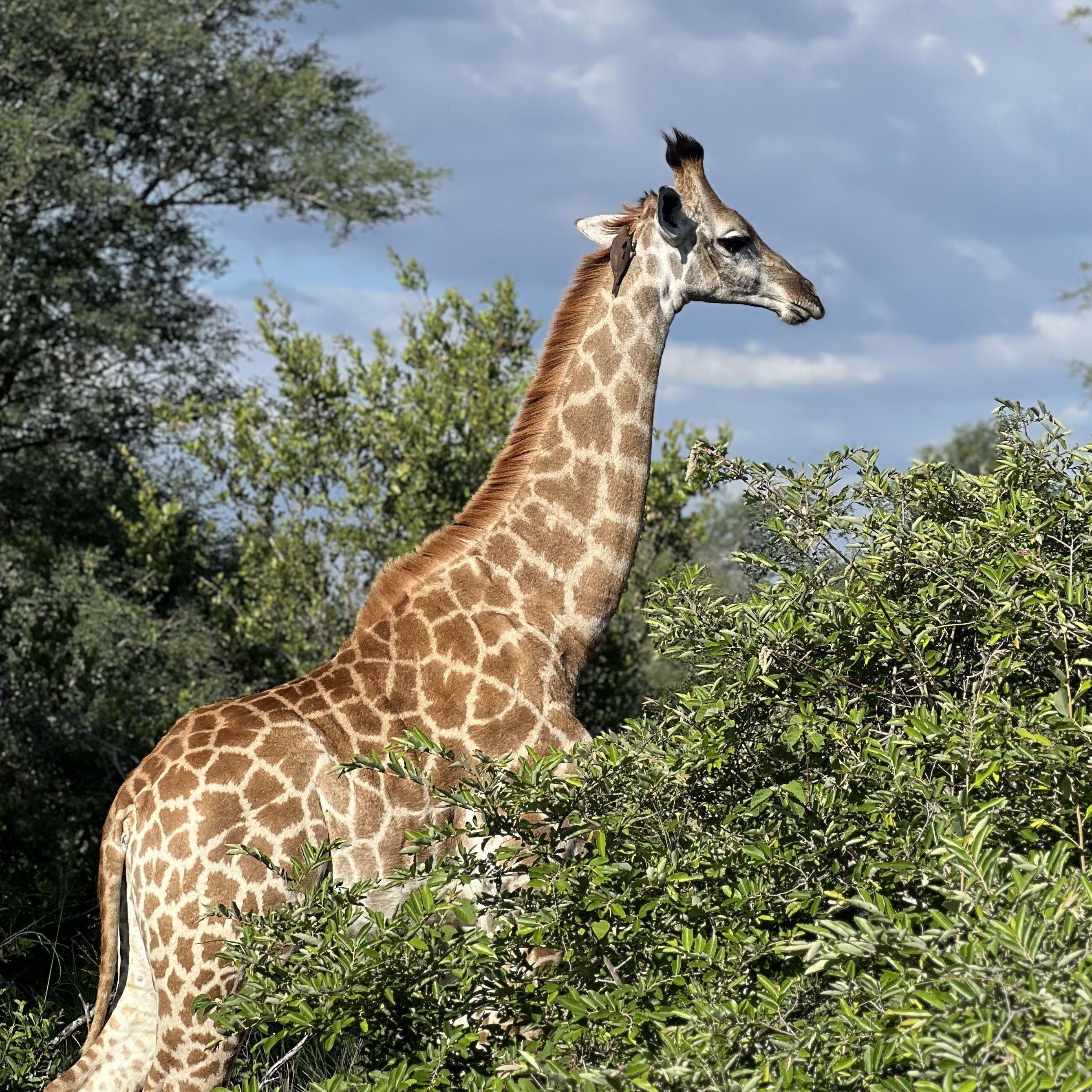 Jacqui's favourite animal.